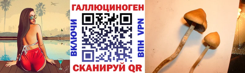 Галлюциногенные грибы Psilocybine cubensis  мориарти телеграм  Бокситогорск 